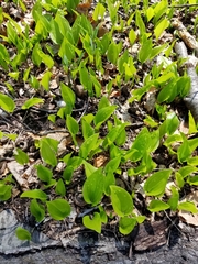 Maianthemum canadense