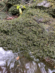 Jubula pennsylvanica