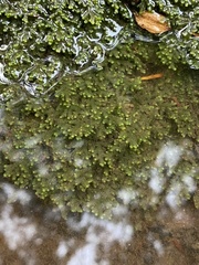 Jubula pennsylvanica