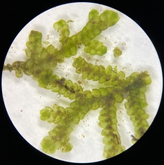 Jubula pennsylvanica