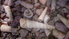 Turritella gonostoma