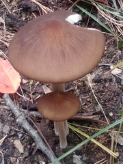 Fungi