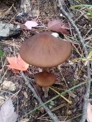Fungi
