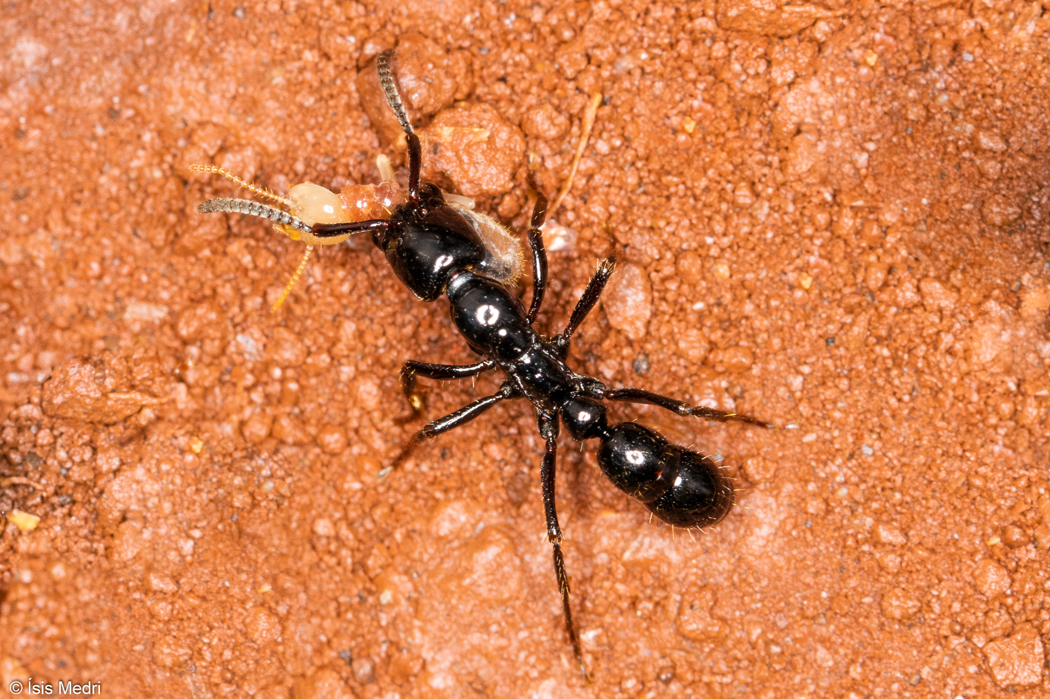 Neoponera marginata