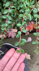 Cotoneaster × suecicus