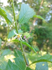 Solanum volubile