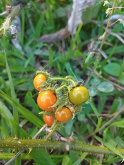 Solanum volubile