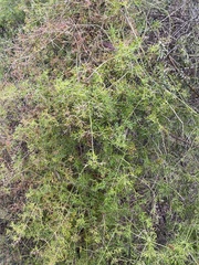 Clematis leptophylla