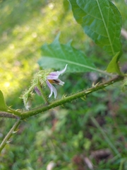 Solanum volubile
