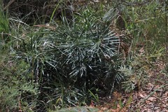 Macrozamia fawcettii