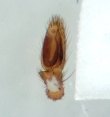 Drassinella