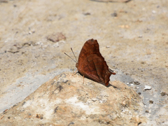 Fountainea eurypyle confusa