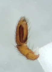 Drassinella