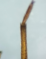 Drassinella