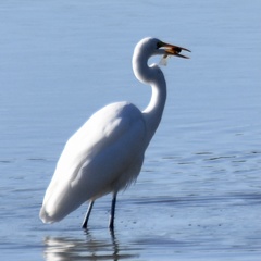 Ardea alba