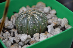 Astrophytum asterias