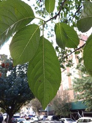 Prunus domestica