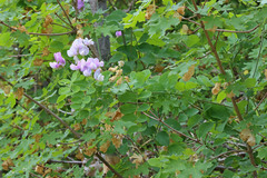 Lathyrus pauciflorus utahensis