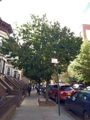 Prunus domestica