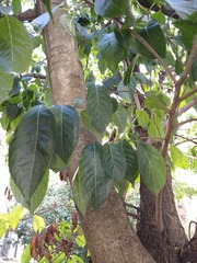 Prunus domestica