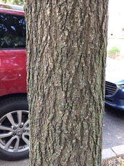 Prunus domestica