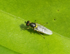 Acanthasargus flavipes