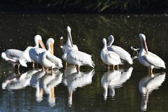 Pelecanus erythrorhynchos