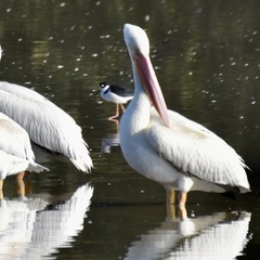 Pelecanus erythrorhynchos