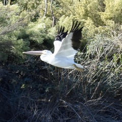 Pelecanus erythrorhynchos