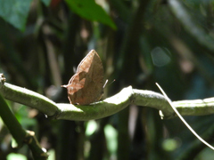 Charaxinae