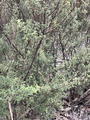 Pomaderris angustifolia