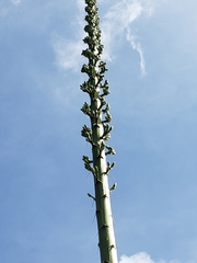 Agave peacockii