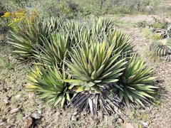 Agave triangularis