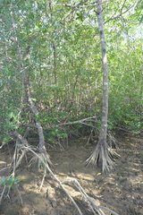 Pelliciera rhizophorae