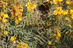 Senna pleurocarpa angustifolia