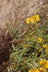 Senna pleurocarpa angustifolia