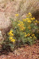 Senna pleurocarpa angustifolia