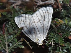 Neuromelia selectata