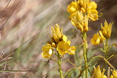 Senna pleurocarpa angustifolia