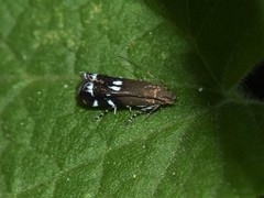 Calliprora