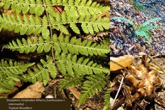 Dryopteris × triploidea