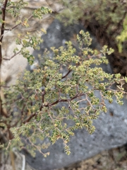 Euphorbia amplexicaulis