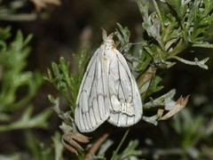 Neuromelia selectata