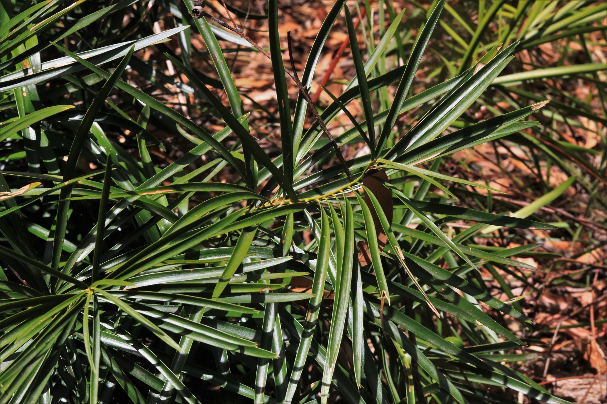 Macrozamia fawcettii C.Moore