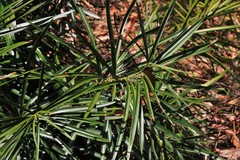 Macrozamia fawcettii