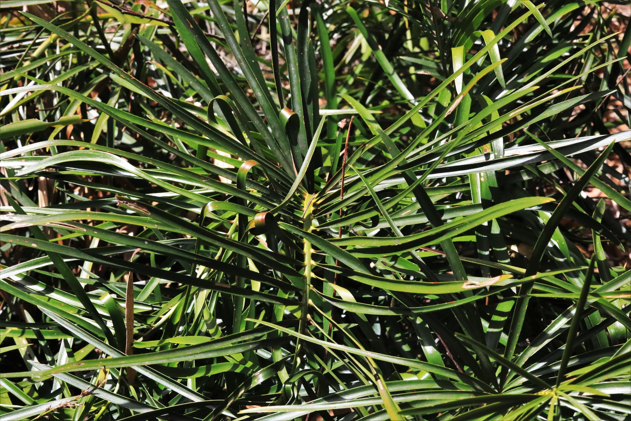 Macrozamia fawcettii C.Moore