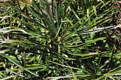 Macrozamia fawcettii