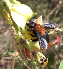 Xylocopa lateritia