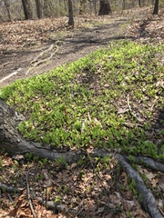 Maianthemum canadense