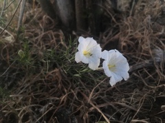 Nierembergia rigida